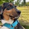 Sonnenschein Leonie - Zuhause gesucht