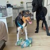Sonnenschein Leonie - Zuhause gesucht
