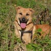 Mateo sucht Zuhause