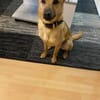 Mateo sucht Zuhause