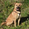 Mateo sucht Zuhause