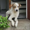 Schmusefreund IVO sucht sein Traumzuhaus