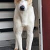 Schmusefreund IVO sucht sein Traumzuhaus