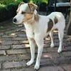 Schmusefreund IVO sucht sein Traumzuhaus