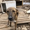 Sabinas Herz wartet auf ein Zuhause.