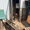 Sabinas Herz wartet auf ein Zuhause.