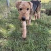 Minna sucht ein neues Körbchen