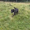Aktiver Hund sucht seine Menschen