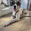 Flori - sucht sein Perfect Match
