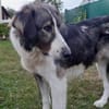 Verspielte Nala sucht ihr Glück