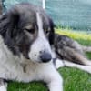 Verspielte Nala sucht ihr Glück
