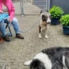 Verspielte Nala sucht ihr Glück
