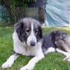 Verspielte Nala sucht ihr Glück