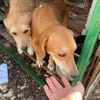 Sonnenschein Milena sucht ihre Menschen!