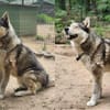 Bildhübscher Husky Rüde - Wicky