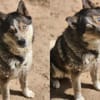 Bildhübscher Husky Rüde - Wicky