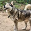 Bildhübscher Husky Rüde - Wicky