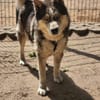 Bildhübscher Husky Rüde - Wicky