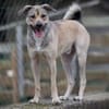 Starkes Frauchen für Milo gesucht