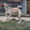 Starkes Frauchen für Milo gesucht