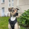 Starkes Frauchen für Milo gesucht