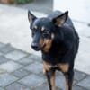 HERO - Wird er dein neuer Held?