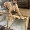 Junghund Dzesi sucht Zuhause