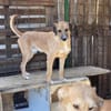 Junghund Dzesi sucht Zuhause