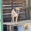 Junghund Dzesi sucht Zuhause