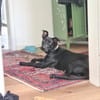 Melody braucht Ruhe
