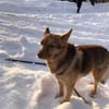 Sima wartet auf Ihre Familie