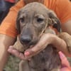 Maddie - das Welpenmädchen aus dem Müll