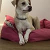 Junge liebe Mila sucht ihre Menschen!