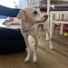 Junge liebe Mila sucht ihre Menschen!
