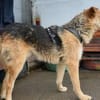 Griffin wartet in seiner Pflegestelle