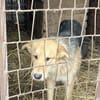 Griffin wartet in seiner Pflegestelle