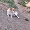 Levi, ein neuer Start, ein neues Glück