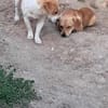 Levi, ein neuer Start, ein neues Glück
