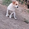 Levi, ein neuer Start, ein neues Glück