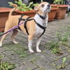 Ozzy sucht sein Zuhause