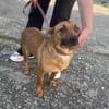 Terrier Mischling sucht aktive Familie