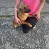 Terrier Mischling sucht aktive Familie