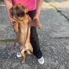Terrier Mischling sucht aktive Familie