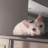 Oscar aus dem Tierschutz