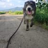 Pierro