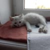 Shiro