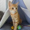 Lili, je suis sociable, douce et câline