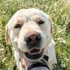 LAYA  (Animalcazar)