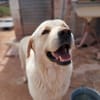 LAYA  (Animalcazar)