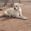 LAYA  (Animalcazar)